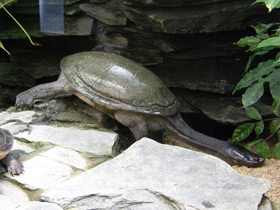 Фото Змеиношейная черепаха Зибенрока