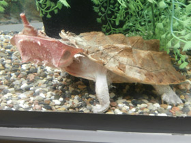 Фото Черепаха матамата