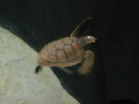 Смотреть фото Логгерхед Фото Логгерхед