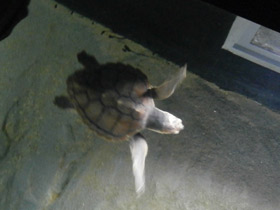 Смотреть фото Логгерхед Фото Логгерхед