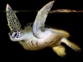 Смотреть фото Зелёная черепаха Фото Зелёная черепаха