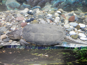 Фото Каймановая черепаха