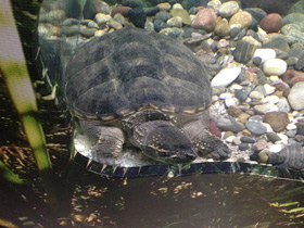 Фото Каймановая черепаха