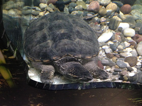 Фото Каймановая черепаха