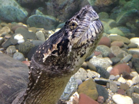 Фото Каймановая черепаха