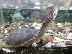 Фото Каймановая черепаха