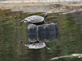 Географическая горбатая черепаха Географическая горбатая черепаха