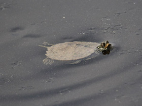 Фото Географическая горбатая черепаха