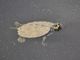 Фото Географическая горбатая черепаха