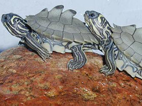 Фото Уошипская горбатая черепаха