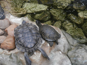 Смотреть фото Украшенная черепаха Нельсона Фото Украшенная черепаха Нельсона