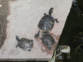 Смотреть фото Украшенная черепаха Нельсона Фото Украшенная черепаха Нельсона