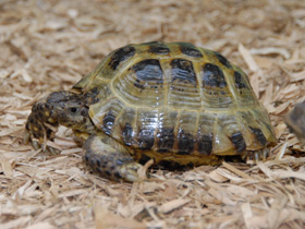 Смотреть фото Среднеазиатская черепаха Фото Среднеазиатская черепаха