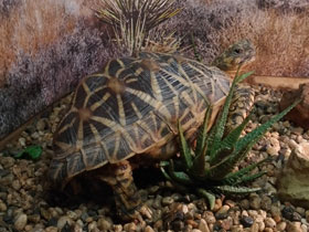 Фото Звездчатая черепаха