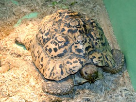 Смотреть фото Пантеровая черепаха Фото Пантеровая черепаха