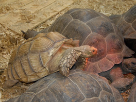 Смотреть фото Шпороносная черепаха Фото Шпороносная черепаха