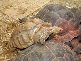 Смотреть фото Шпороносная черепаха Фото Шпороносная черепаха