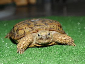 Эластичная черепаха Эластичная черепаха