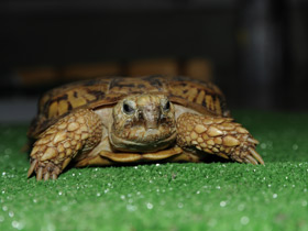 Фото Эластичная черепаха