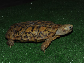 Фото Эластичная черепаха