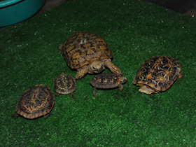 Фото Эластичная черепаха