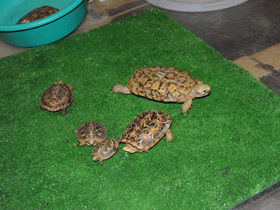 Фото Эластичная черепаха