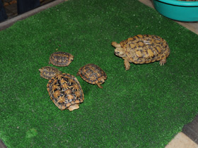 Фото Эластичная черепаха