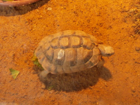 Фото Египетская черепаха